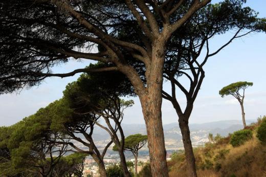 Přírodní park Collserola. Porosty pinií nad Barcelonou.