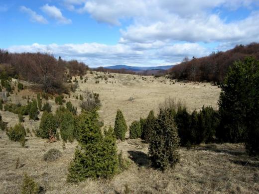 Centrální části Plešivecké planiny ve Slovenském krasu se říkalo „měsíční krajina“, protože je hustě pokryta sty závrtů. Dnes však kdysi holá, dobře přehledná krajina mizí pod lesem.