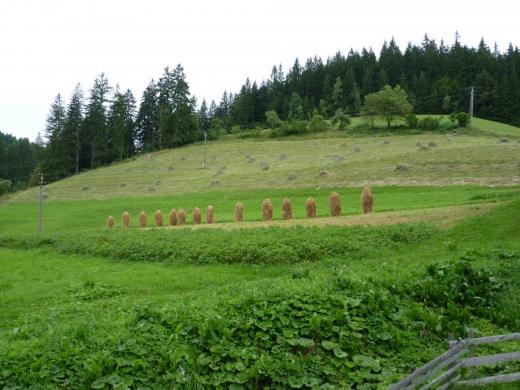 Tradiční sklizeň do kůlů, Vranča pod Portášem, 4. července 2004.