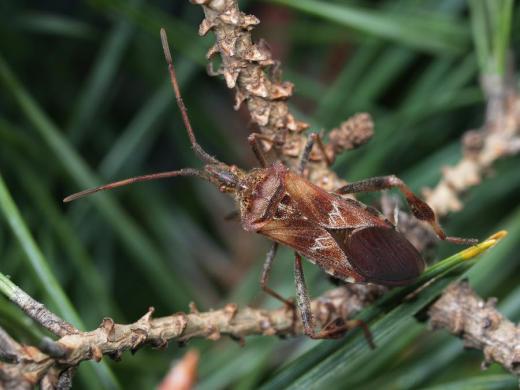 Vroubenka americká (Leptoglossus occidentalis).