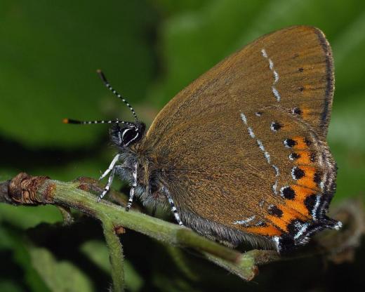 Ostruháček švestkový (Satyrium pruni).