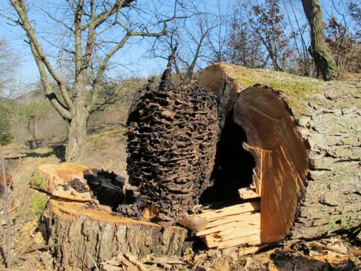 Kartonové hnízdo mravence Lasius fuliginosus vyjmuté z dutiny hrušně.