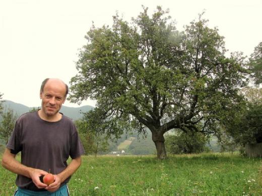 Jozef Struhár s krajovou odrůdou Růžová hruška, která tvoří krásné mohutné stromy. Zde v Zabudišové.