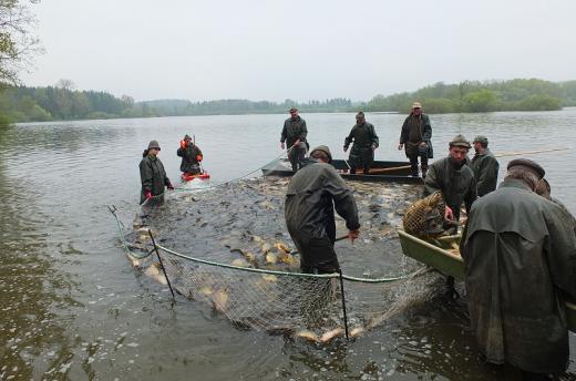 Odlovem ryb z rybníku na plné vodě lze snižovat biomasu obsádky i v průběhu vegetačního období. Je to však organizačně náročné a ne vždy zcela možné.