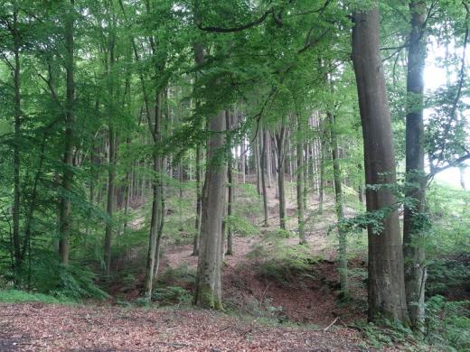 V údolí potoka Gáborky u Luhačovic můžeme dodnes spatřit buky, které zde rostly už koncem 19. století, kdy zde A. Slavíček maloval své Slunce v lese.