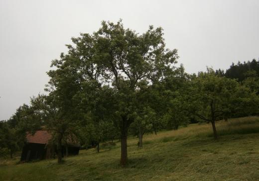 Jabloň Panenské v první vegetační sezoně po lednovém zmlazovacím řezu. Přestože byla jeho výška snížena možná o dva metry, strom vypadá zcela přirozeně, jako by ani řezán nebyl.