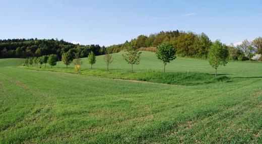 Meze jako protierozní prvek byly v předválečném období typickou součástí naší zemědělské krajiny. 