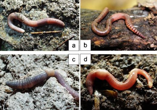 Hygrofilní endogeická žížala Octodrilus argoviensis (a), ve dřevě žijící žížala svítivá Eisenia lucens (b), anektická žížala Dendrobaena platyura (c) a epigeická hnojní žížala Eisenia andrei (d). 