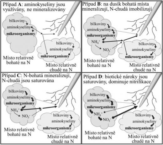 Zvětšující se dostupnost dusíku a předpokládané půdní procesy, které v různých případech A, B, C a D regulují nabídku dusíku. Šířka šipek znázorňuje relativní velikost toků dusíku (pojem „bílkoviny“ je zástupný, jsou jím označeny reprezentativní organické látky obsahující dusík). Zdroj: upraveno podle Schimela a Bennettové (2004).