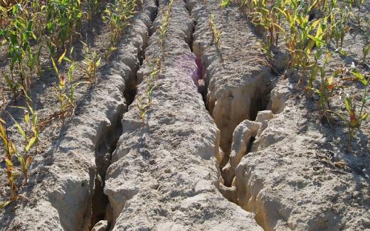 Vodní eroze při pěstování kukuřice. U této erozně náchylné plodiny může snadněji než u jiných plodin přerůst eroze z plošné do brázdové, rýhové a v extrémních případech až do výmolové. 