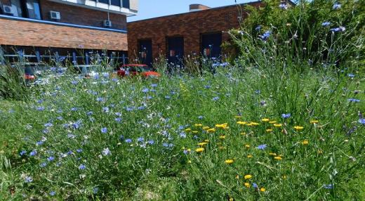 Některé vyseté byliny v kampusu Přírodovědecké fakulty Jihočeské univerzity vykvetly již prvním rokem – na začátku léta převládla modře kvetoucí chrpa modrák. V pozdním létě převládala bíle kvetoucí mrkev obecná a žlutě kvetoucí rmen barvířský. 