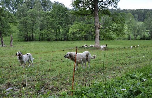 Dobře zabezpečená pastvina, kombinace síťového elektrického ohradníku s pasteveckými psy. 