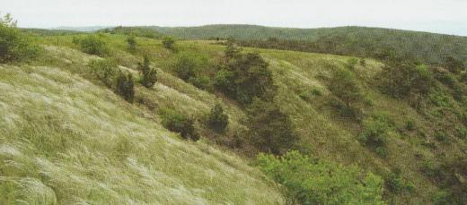 Na skalnatých stráních v NPR Mohelenská hadcová step se na vrcholu jara vlní stříbřité kavyly.  