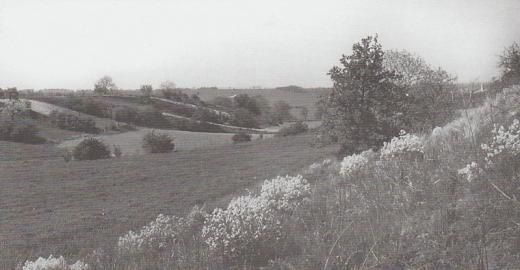 Porosty stepního běžce katránu tatarského (Crambe tataria) na Pouzdřanské stepi obdivovali a obdivují nejen botanici, ale i básníci.  