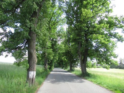 Velké Opatovice-Svárov, ohrožená alej. 