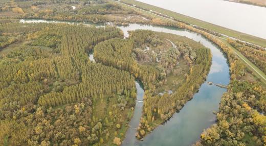 Kontrastný pohľad na rozdrobené fragmenty pôvodného lužného lesa medzi radovými plantážami šľachteného topoľa v Dunajských luhoch. 