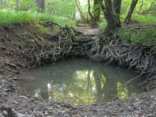 Téměř vyschlá tůň na potoce Járkovec nad Radějovem v létě 2015. 