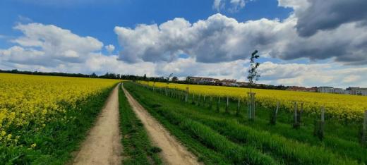 Vytvořený pruh mezi poli s řepkou, doplněný výsadbou dřevin a zatravněním přírodě blízkou směsí trav a bylin.  