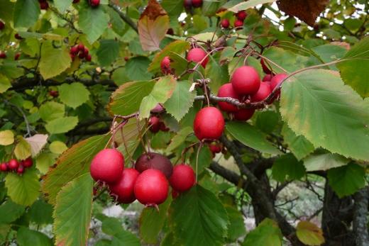 Hloh břekolistý (Crataegus pedicellata).