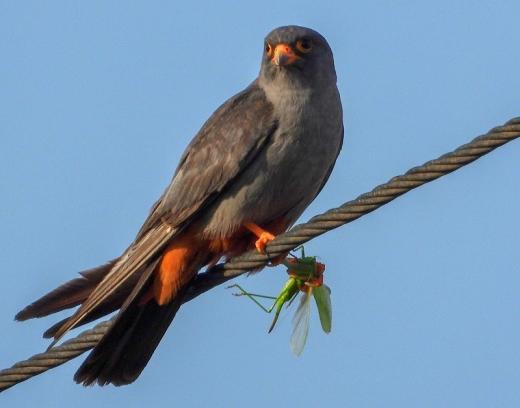 Poštolka rudonohá (Falco vespertinus) s kořistí, Haná, léto 2022. 