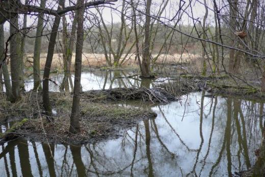 Část bobří hráze, která přehradila koryto Sychrovského potoka nad soutokem s Kocábou, potok vyvedla do nivy a tu proměnila v rozsáhlý mokřad (2020). 