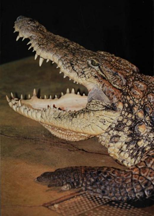 Krokodýl nilský v teráriu na jižním vrcholu Mniší hory, začátek 90. let. Foto Ota Tučka