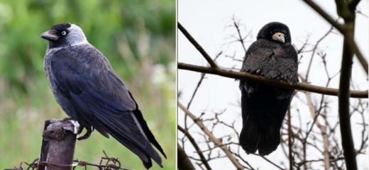 Ze severovýchodu k nám přilétají zimovat havrani polní (Corvus frugilegus), kteří spolu s kavkami (Coloeus monedula) patří neodmyslitelně k městu Brnu. Za nocoviště si před deseti lety vybrali les ve stráni nad řekou Svratkou, kam se slétala obrovská hejna i z okolí města a kde pak v klidu přespávali; v zimě 2024/2025 jich v Brně ornitologové napočítali 8000. Koncem roku 2024 je však někdo záměrně z tohoto nocoviště vyhnal stálým plašením. Shromažďovali se v jeho blízkosti a bylo patrné, že se tam chtějí vrátit, báli se, a tak zkoušeli nocovat někde poblíž. Nejprve v blízkosti Fakultní nemocnice Brno, ale v záři reklam a stálého osvětlení se jim nedařilo. Od té doby se ptáci slétali na noc do středu města a hledali místa ke spánku. Neměli ale klid nikde. Byli znovu a znovu systematicky plašeni. A tak stále přelétali na nová místa. Naše série o jejich neklidu a hledání byla fotografována od prosince 2024 do března 2025, především však v lednu 2025.