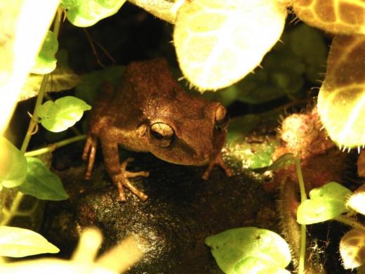 Bezblanka rodu Eleutherodactylus k rozmnožování vodu nepotřebuje, vajíčka klade do vlhkého substrátu. Přestože je původem z Karibiku můžeme se s ní setkat i u nás v tropických sklenících.