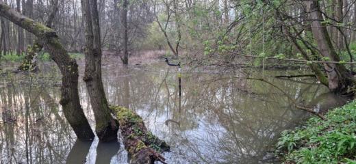 Zaplavená tůň s instalovaným čidlem (CHKO Litovelské Pomoraví).