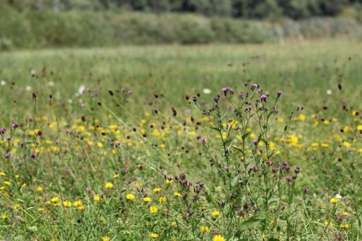 Pestrý porost v přírodní rezervaci Stibůrkovská jezera.