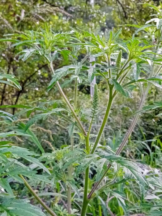 Ambrozie peřenolistá působí nenápadným dojmem.