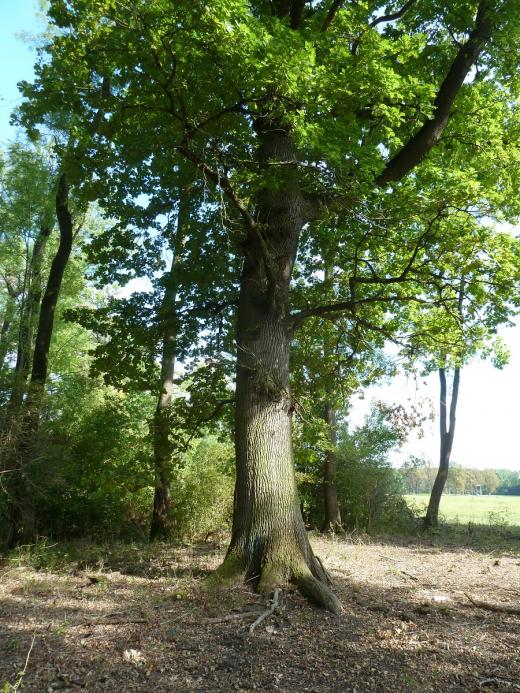 Ve spolupráci s Lesy ČR uvolňujeme staroduby z porostních okrajů.