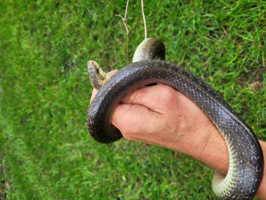 Užovka stromová ze zámecké zahrady v Břeclavi.