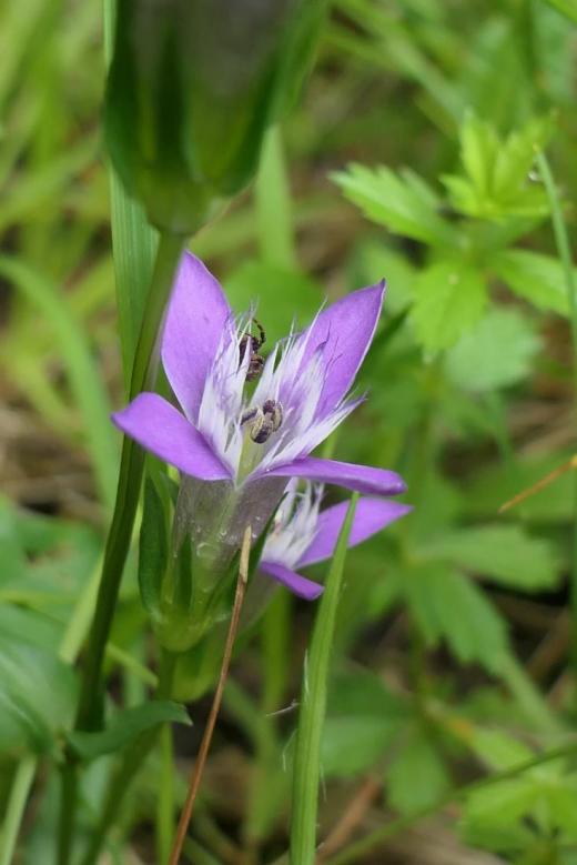 Hořeček žlutavý (Gentianella lutescens), Bílé Karpaty.