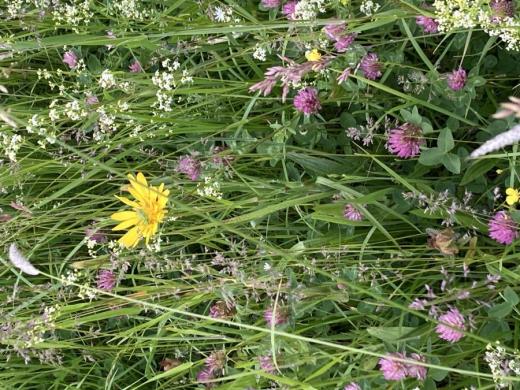 Když Jan Švéda v polovině 90. let koupil půdu na pozemcích JZD Slušovice, vyséval několik let luční směsi, aniž by vzešly, tak byla půda zdevastovaná a vyhladovělá. Teprve neúnavnou kultivací se po deseti letech objevily první méně náročné druhy trav, po patnácti letech se louky mohly opět nazývat pestrými a bohatými. Dnes kromě výživných běžných druhů trav narazíme i na vstavač mužský a jiné vzácnější druhy.