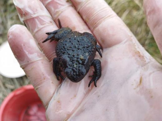 Ropucha obecná (Bufo bufo).